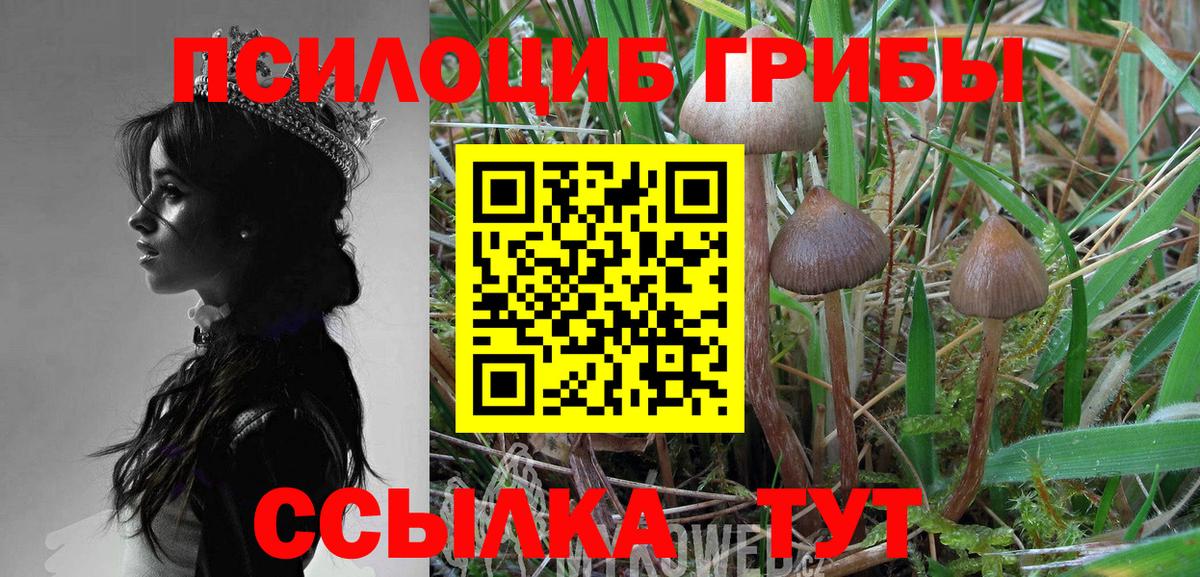 Дивногорск  Галлюциногенные грибы Cubensis  Вход с VPN 